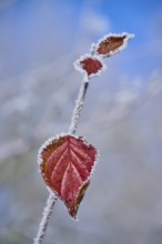 Red autumn leaf with hoarfrost against blue sky, natural winter landscape, hoarfrost, winter,