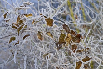 Brown leaves and branches covered with frost in a wintry scene, hoarfrost, winter, Urphar,
