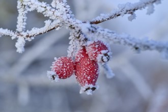 Red rose hip berries on a frost-covered branch in a wintery atmosphere, hoarfrost, winter, Urphar,