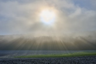 Gentle sunbeams break through the fog of a morning field, hoarfrost, winter, Urphar, Main-Tauber