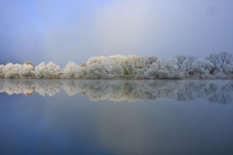 Winter landscape with reflecting trees in a foggy and cloudy river, hoarfrost, winter, Boxtal,