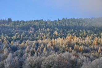 Sunlight illuminates an autumnal forest with colorful trees and a clear atmosphere, hoarfrost,