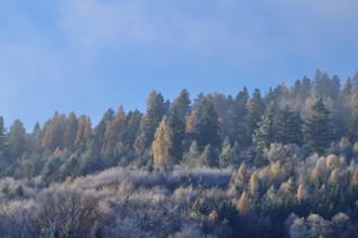 Clear blue sky over an autumnal forest of firs and colorful leaves, hoarfrost, winter, Boxtal,