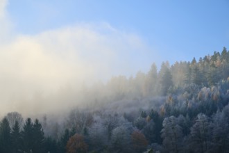 Morning fog over a quiet autumnal forest with various trees, hoarfrost, winter, Boxtal, Main-Tauber