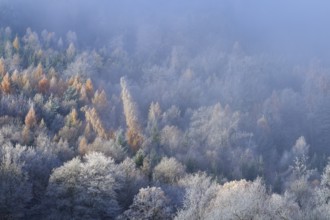 Foggy forest in autumn, trees in different colors create a peaceful atmosphere, hoarfrost, winter,