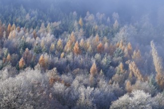 Forest in autumn with colorful trees and fog that creates a quiet, calming atmosphere, hoarfrost,