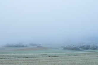 Snowy fields in fog with frosty, cool winter ambiance, hoarfrost, winter, Bürgstadt, Miltenberg,