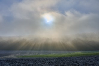 Morning fog over a field with bright sunlight, hoarfrost, winter, Urphar, Main-Tauber district,