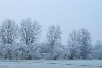 Frost-covered trees with mistletoe in foggy winter landscape, hoarfrost, winter, Bürgstadt,