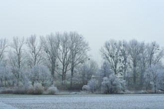 A forest with frost-covered trees with mistletoe and fog in a winter landscape, hoarfrost, winter,