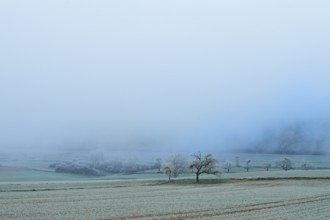 Blurry trees in a frosty, fog-covered landscape, hoarfrost, winter, Bürgstadt, Miltenberg,