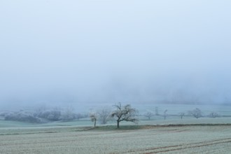 Single tree in frosty winter landscape with thick fog, hoarfrost, winter, Bürgstadt, Miltenberg,