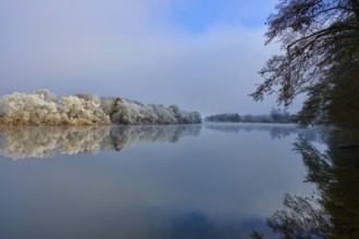 A frost-covered river flanked by fog and snow-covered trees, hoarfrost, winter, Boxtal, Main-Tauber