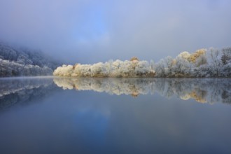 A quiet scene with a mirror-like river and snow-covered trees under a clear, cold sky, hoarfrost,
