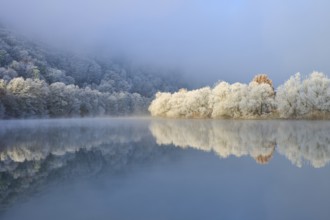 A calm river in winter reflects forests and trees covered in fog, hoarfrost, winter, Boxtal,