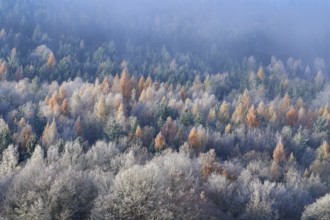 Forest in autumn, colorful treetops and silent fog spread peace, hoarfrost, winter, Boxtal,