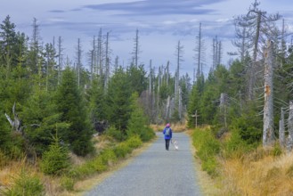 Walker with dog walking through bark beetle infested forest with dead spruce trees in the Harz