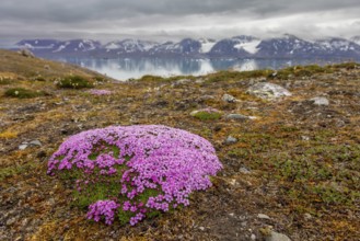 Moss campion, cushion pink (Silene acaulis) in flower in summer on the arctic tundra, Svalbard,