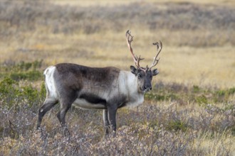 Reindeer (Rangifer tarandus) female, cow with bloody antlers after shedding velvet, foraging on the