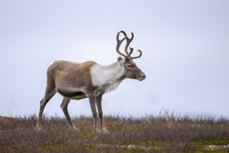 Reindeer (Rangifer tarandus) female, cow with antlers covered in velvet, foraging on the tundra in