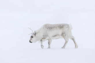 Svalbard reindeer (Rangifer tarandus platyrhynchus) adult in thick winter coat during snowfall on