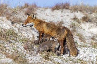 Red fox (Vulpes vulpes) female, vixen suckling her kits, cubs near den in the dunes in spring