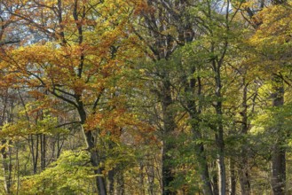 European beeches, common beech trees (Fagus sylvatica) with foliage in yellow, brown and green