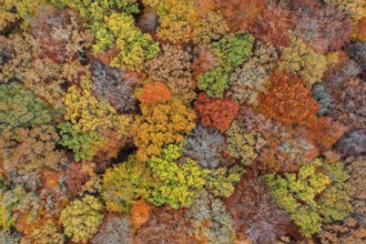 Aerial view over European beeches, beech trees (Fagus sylvatica) with foliage in yellow and brown