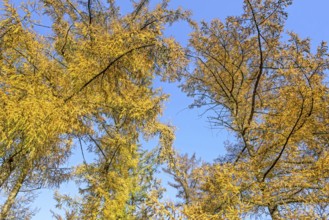 Forest with European larches (Larix decidua), deciduous coniferous trees with needle-like leaves