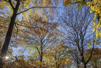 European beeches, common beech trees (Fagus sylvatica) with foliage in yellow and brown autumn