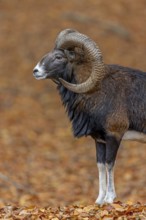 European mouflon (Ovis aries musimon, Ovis gmelini musimon) ram, male with big horns in forest