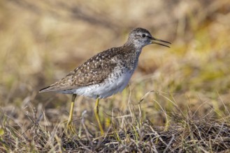 Wood sandpiper (Tringa glareola) adult in breeding plumage calling in wetland in spring