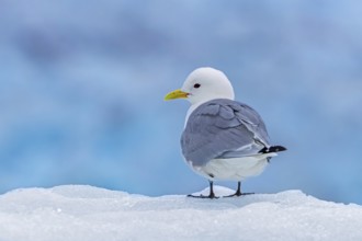 Black-legged kittiwake (Rissa tridactyla) adult in breeding plumage resting on ice floe in the