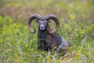 European mouflon (Ovis aries musimon, Ovis gmelini musimon) ram, male with big horns in grassland