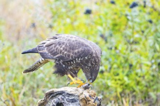 Common Buzzard (Buteo buteo) Germany