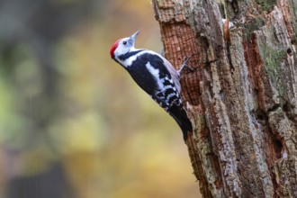 Middle woodpecker (Dendrocopus medius) Germany