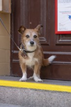 Dog, Foxi mixed breed on a leash, Hanseatic City of Lübeck, Schleswig-Holstein, Germany