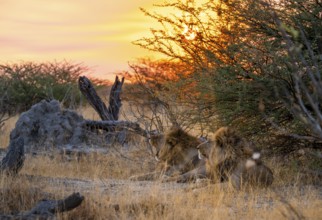 Sunset, two maned lions, siblings lying in the grass, lion (Panthera Leo), savuti, Chobe National