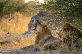 Two maned lions, lion yawns, siblings lying in grass, lion (Panthera Leo), savuti, Chobe National