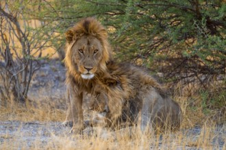 Two maned lions, siblings cuddle, lion (Panthera Leo), savuti, Chobe National Park National Park,