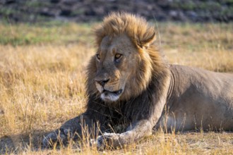 Maned lion (Panthera Leo) lying in grass, savanna, Savuti, Chobe National Park National Park,