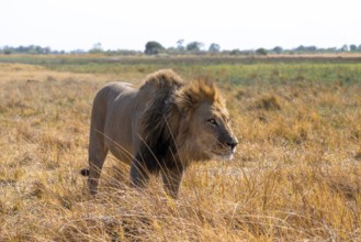 Maned lion (Panthera Leo) lurking in grass, savanna, Savuti, Chobe National Park, Botswana