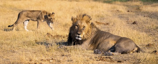 Maned lion and young animals, lion (Panthera Leo) lying in grass, savuti, Chobe National Park