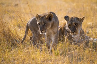 Young animals, lion (Panthera Leo) lying in grass, savuti, Chobe National Park National Park,