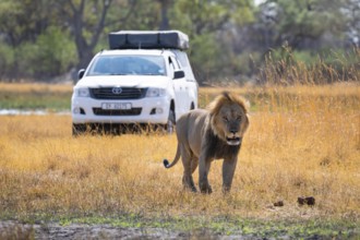 Safari car and maned lion, lion (Panthera Leo) lying in grass, savuti, Chobe National Park National