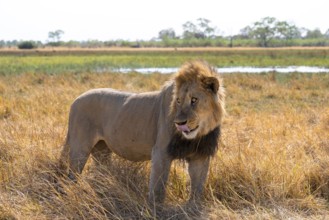 Maned lion, lion (Panthera leo), savuti, Chobe National Park, Botswana