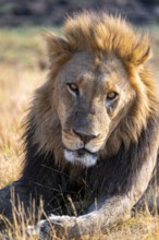 Animal portrait, maned lion (Panthera Leo) lying in grass, savanna, Savuti, Chobe National Park
