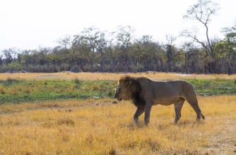 Maned lion (Panthera Leo) walking in grass, savanna, Savuti, Chobe National Park National Park,