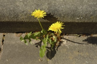 Common dandelion, dandelion (Taraxacum officinale) grows between stone slabs