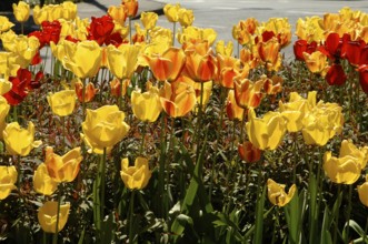 Garden tulips (Tulipa gesneriana), tulip bed